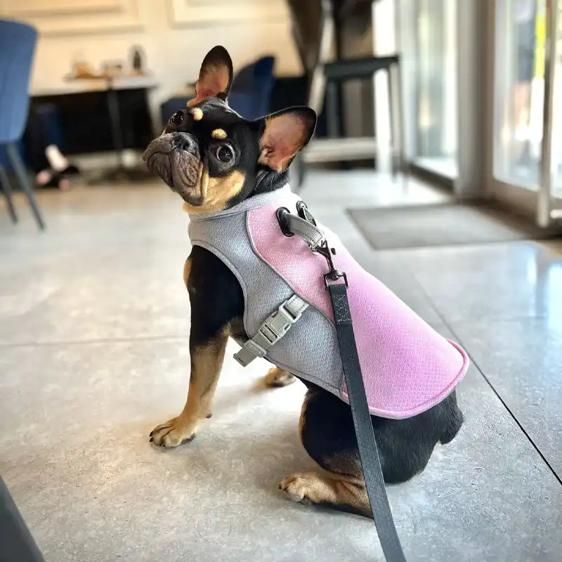 Hundekühlweste für den sommer