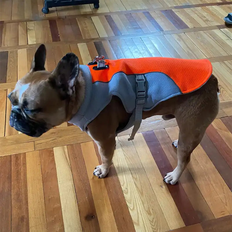 Hundekühlweste für den sommer