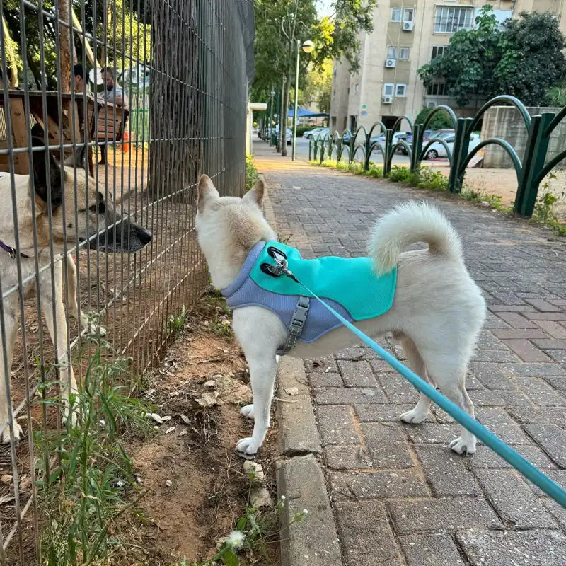 Hundekühlweste für den sommer